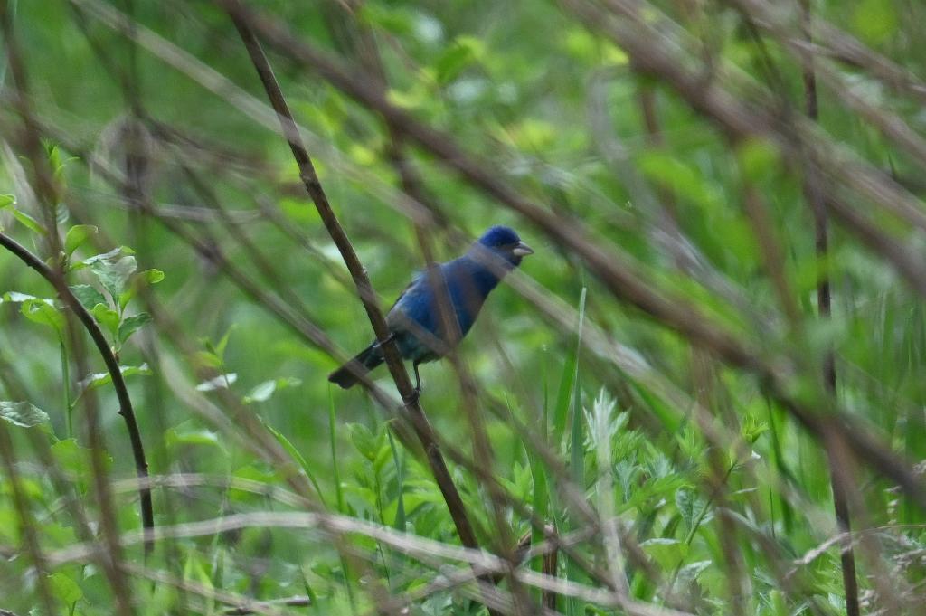 2025-05148533 Broad Meadow Brook, MA.JPG - Indigo Bunting. Broad Meadow Brook Wildlife Sanctuary, MA, 5-14-2025